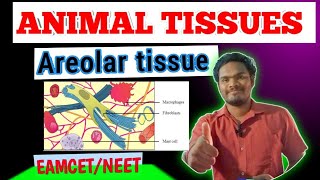 Areolar tissueareolar connective tissue by sagar zoology SAGAR12695 [upl. by Morris]