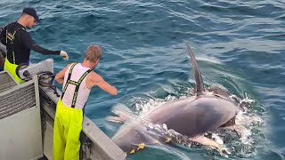 Amazing fishing yellowfin tuna videos  Tuna Fisherman catching level skills handline on the sea [upl. by Hammerskjold]