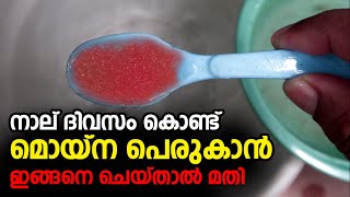 Low Cost High Quality Guppy Food in Malayalam  എളുപ്പത്തിൽ ചെയ്തെടുക്കാൻ പറ്റിയ ഗുണമുള്ള 2 തീറ്റകൾ [upl. by Acinok]