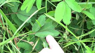 Mimosa Leaf Closing 1080p HD 60fps [upl. by Ahsimik]