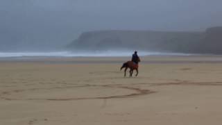 Oakie galloping on Traigh Mhor [upl. by Dyun252]