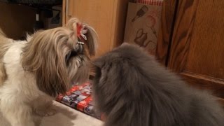 Shih Tzu dog Lacey 🐶  Blue Persian cat Lexi 😻  Trying to wrap Christmas presents 🎄🎁 [upl. by Barna]