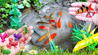 Amazing Fishing Catch Ornamental Fish Koi fish Betta fish Goldfish Catfish Animals Videos [upl. by Elbring]