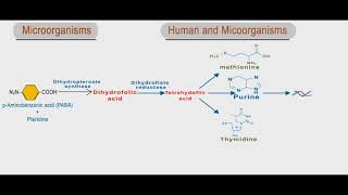 Sulfonamides and trimethoprim animation folic acid inhibitors [upl. by Katzen]