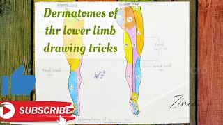 Dermatomes of the lower limb drawing tricks [upl. by Burnside75]