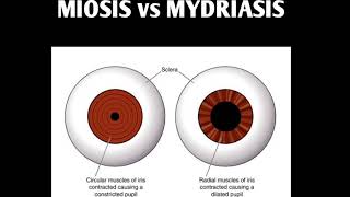 MIOSIS amp MYDRIASIS [upl. by Ahtanoj]