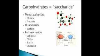 Biological Macromolecules  Carbohydrates through Proteins [upl. by Eda]