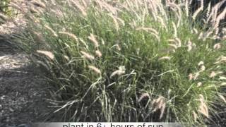 Pennisetum orientale Oriental Fountain Grass [upl. by Neddra]