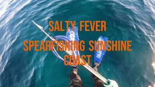 SPEARFISHING the Sunshine Coast [upl. by Timms]