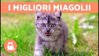 I migliori VIDEO di GATTI CHE MIAGOLANO 🐱🐾 Gatti che miagolano arrabbiati felici e divertenti [upl. by Anna-Diane189]