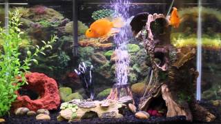 1hr relaxing music Aquarium Screensaver Fishtank HD [upl. by Aleil]