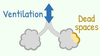 Ventilation amp Dead Spaces in Respiratory Tract [upl. by Bessy353]