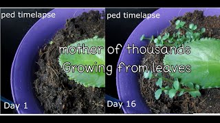 time lapse mother of thousands Growing from leaves เศรษฐีพันล้าน [upl. by Dranyar]