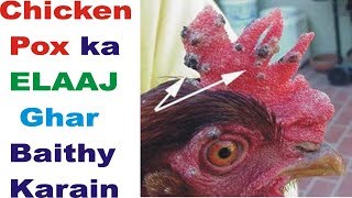 Treatment of Chicken pox  Hens Me Chicken pox Daano Ka ilaj  Poultry Diseases [upl. by Nikolaus]