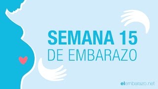 Semana 15 de embarazo  15 semanas de embarazo  El embarazo semana a semana [upl. by Jedthus]