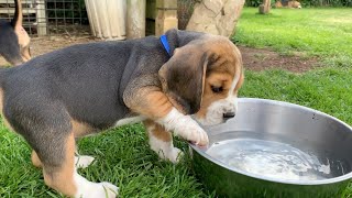 Beagle Puppies Howl and Barks  Cute Compilation [upl. by Krenek455]