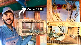 Aj Finch Colony ko Colourful Finches se Bhar Dia 😍  Releasing colourful finches in a colony [upl. by Naesed158]