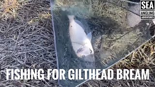 Sea Fishing Videos UK  Gilthead Bream Fishing [upl. by Dehlia]