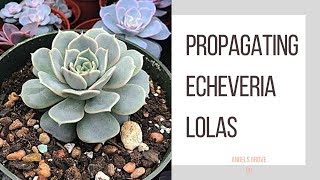 Propagating Echeveria Lolas  My Favorite Succulent  Angels Grove Co [upl. by Gideon]