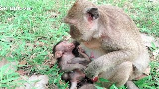 Monkey And Baby 24  Mom Hit Her Son If Nurse For Weaning [upl. by Yauq65]