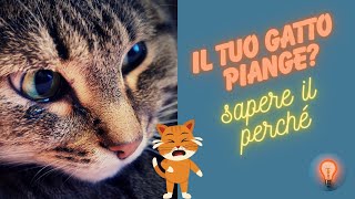 Misteri del Miau  Perché i Gatti Piangono e Come Decifrarlo [upl. by Naid]