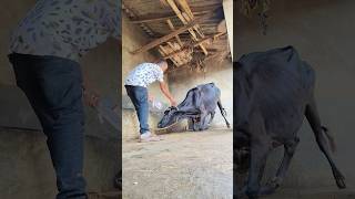 IV cannulation procedure in jugular vein in cattleintravenous infusion of dextrose in a cow [upl. by Nyhagen]