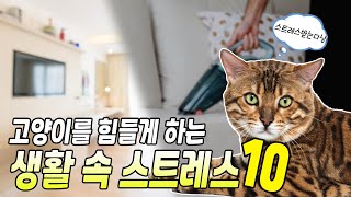 고양이가 받고있는 생활속 스트레스 10가지 [upl. by Ruthanne520]