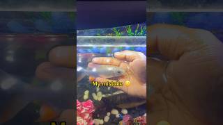 Wait for end 🙁 My favourite fish died 🙁  tinfoil barb  skin infection  balasvoyage [upl. by Hosea]