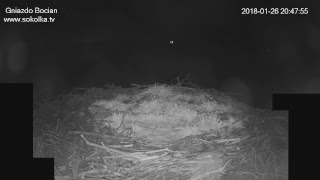 Kamera IP Gniazdo Bocianie pod Sokółką NA ŻYWO  IP Camera Storks nest LIVE [upl. by Lemaj]