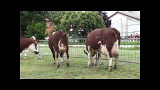 Procross Herd in Cremona [upl. by Schriever]