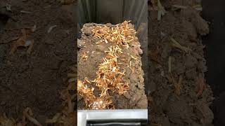 How I get free garden fertilizer  Easy DIY worm composter [upl. by Mazman103]