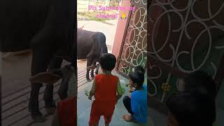 Gau mata ki sevabache khana derahe haisongmusiclove capturelifewithushapopularsong minivlog [upl. by Htide]