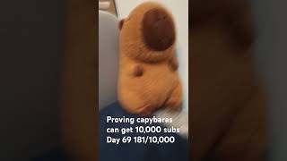 10ksubscribers capybaralove capybara [upl. by Wilhide]