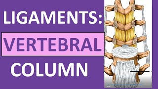 Ligaments of Vertebral Column Anatomy Nuchal Interspinous Supraspinous [upl. by Wahlstrom]