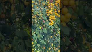 Yummy fruit garden shorts video [upl. by Treva]