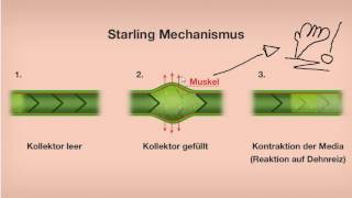 Starling Mechanismus Manuelle Lymphdrainage [upl. by Anneres]