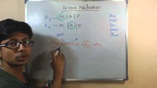 Histone modification [upl. by Naved573]