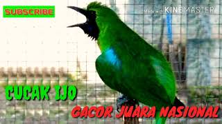 CUCAK IJO GACOR JUARA NASIONAL [upl. by Elorac]