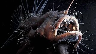 THE MOST TERRIFYING DEEPSEA FISH IN THE WORLD [upl. by Gonzalo]