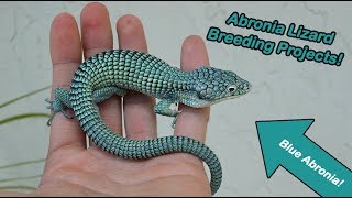 Can this be the key to BREEDING Abronia [upl. by Massiw]