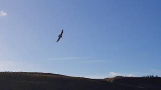 Falcon chasing a gull [upl. by Dnomayd]