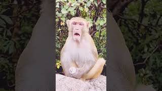 বানরকে ময়লা লাগানো খাবার দিলে কি করে দেখুন foryou monkey funnyshorts shortsviral shortvideo [upl. by Amalee]