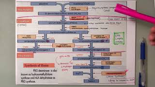 Heme synthesis steps [upl. by Akeit]