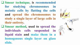 Smear Technique for Meiosis Divisions [upl. by Atlanta]