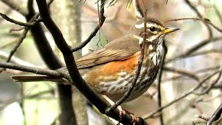 Дрозд Белобровик поет Song Redwing Bird [upl. by Akiehs]