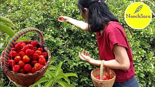 Cooking Acerola Cherry in Syrup amp Drink Recipe very delicious and many benefit  ASMR [upl. by Nuahs]