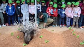 Curso quotExpertos en puercoespinesquot en Expedición África Pascua 2017 [upl. by Lazaro]