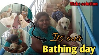 Bathing day for my dogs  How to do ticks bath  Keerthi puppy vlogs telugu [upl. by Pressman]