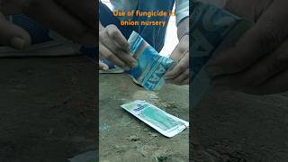 Use of fungicide in onion nursery iansddu ddugkpuniversitygkp agriculture [upl. by Giwdul149]