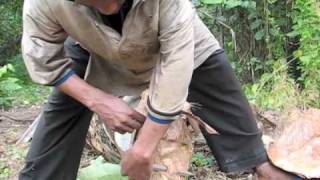 Collecting Palm Wine near Kribi Cameroon [upl. by Perce]